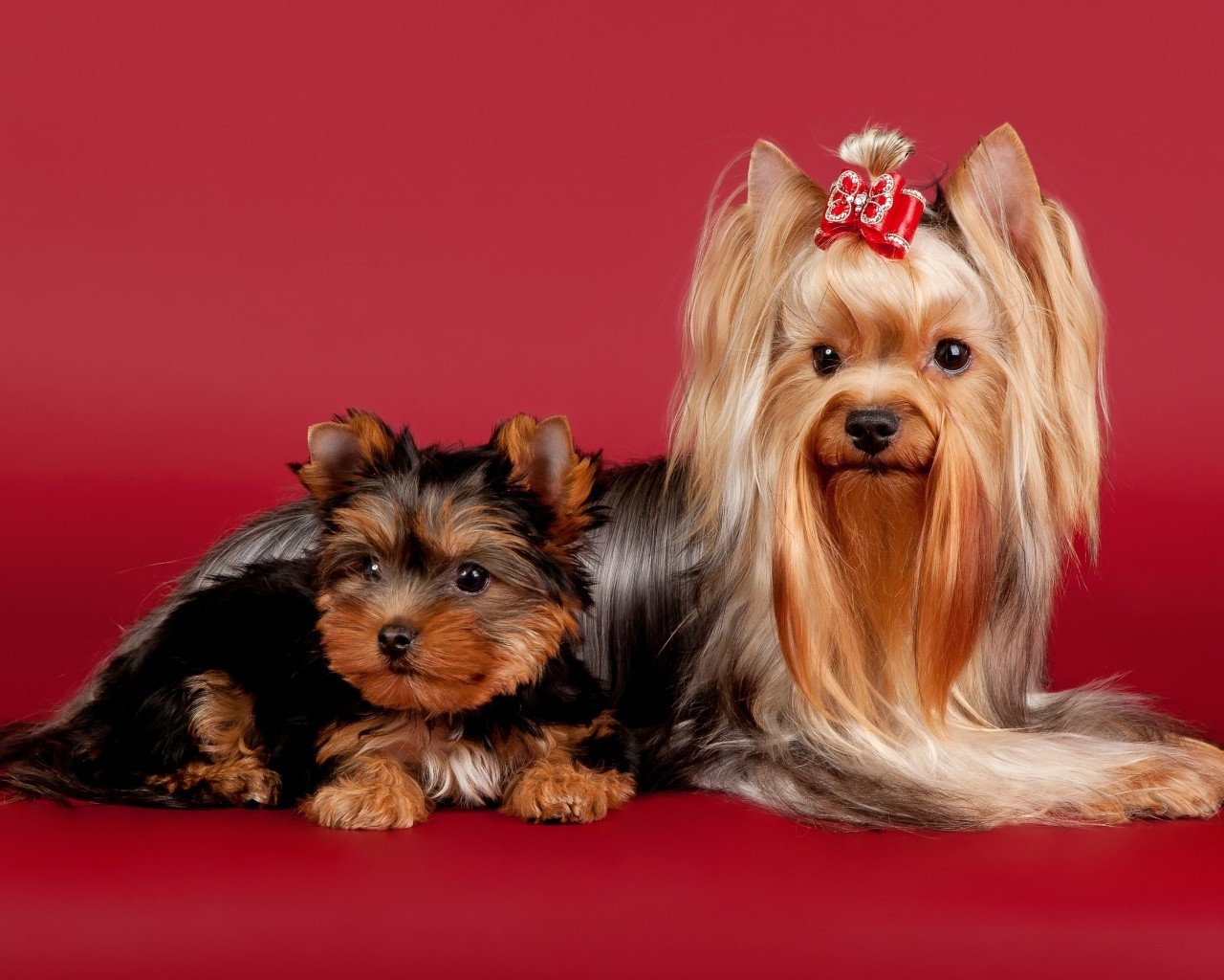 2 Cute Dogs for 1280 x 1024 resolution