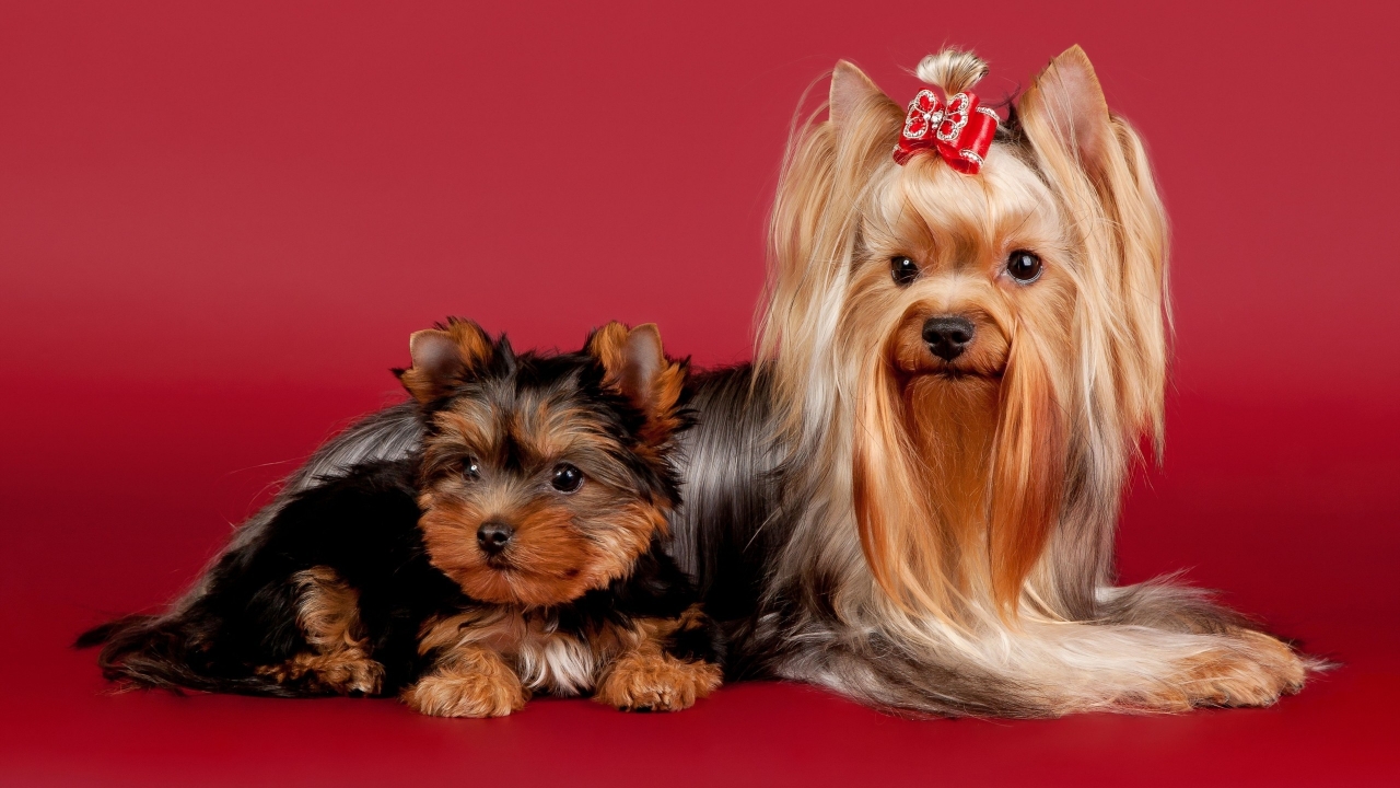 2 Cute Dogs for 1280 x 720 HDTV 720p resolution