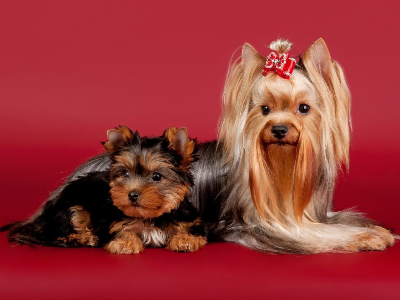 2 Cute Dogs for 1280 x 960 resolution