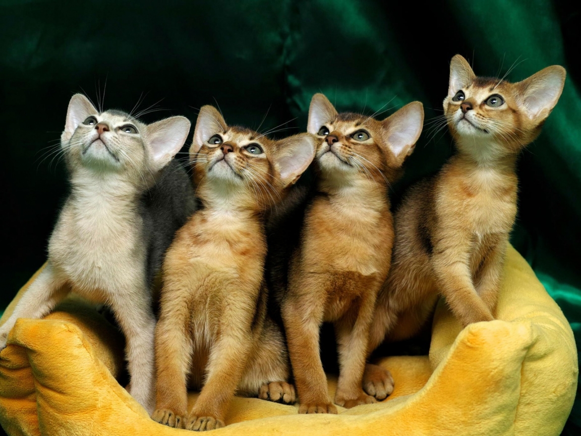 4 Cute Kittens for 1152 x 864 resolution