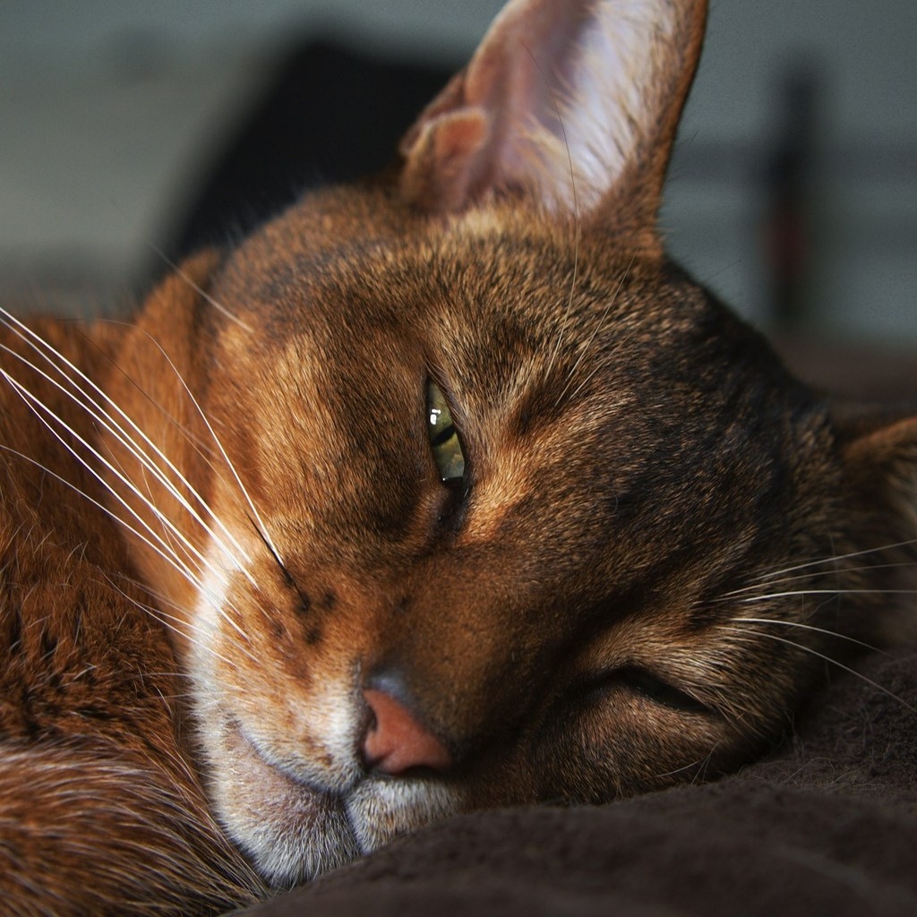 Abyssinian Cat for 1024 x 1024 iPad resolution