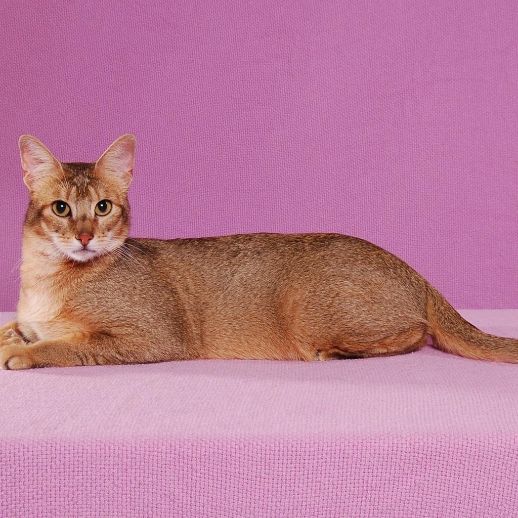 Abyssinian Cat Pose for 1024 x 1024 iPad resolution