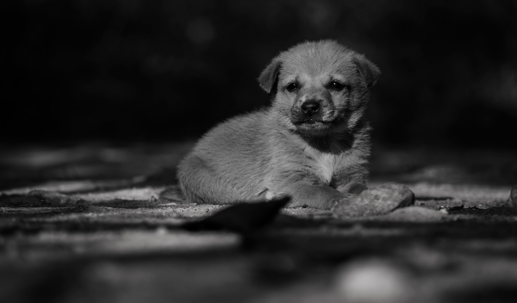 Adorable Lonely Puppy for 1024 x 600 widescreen resolution