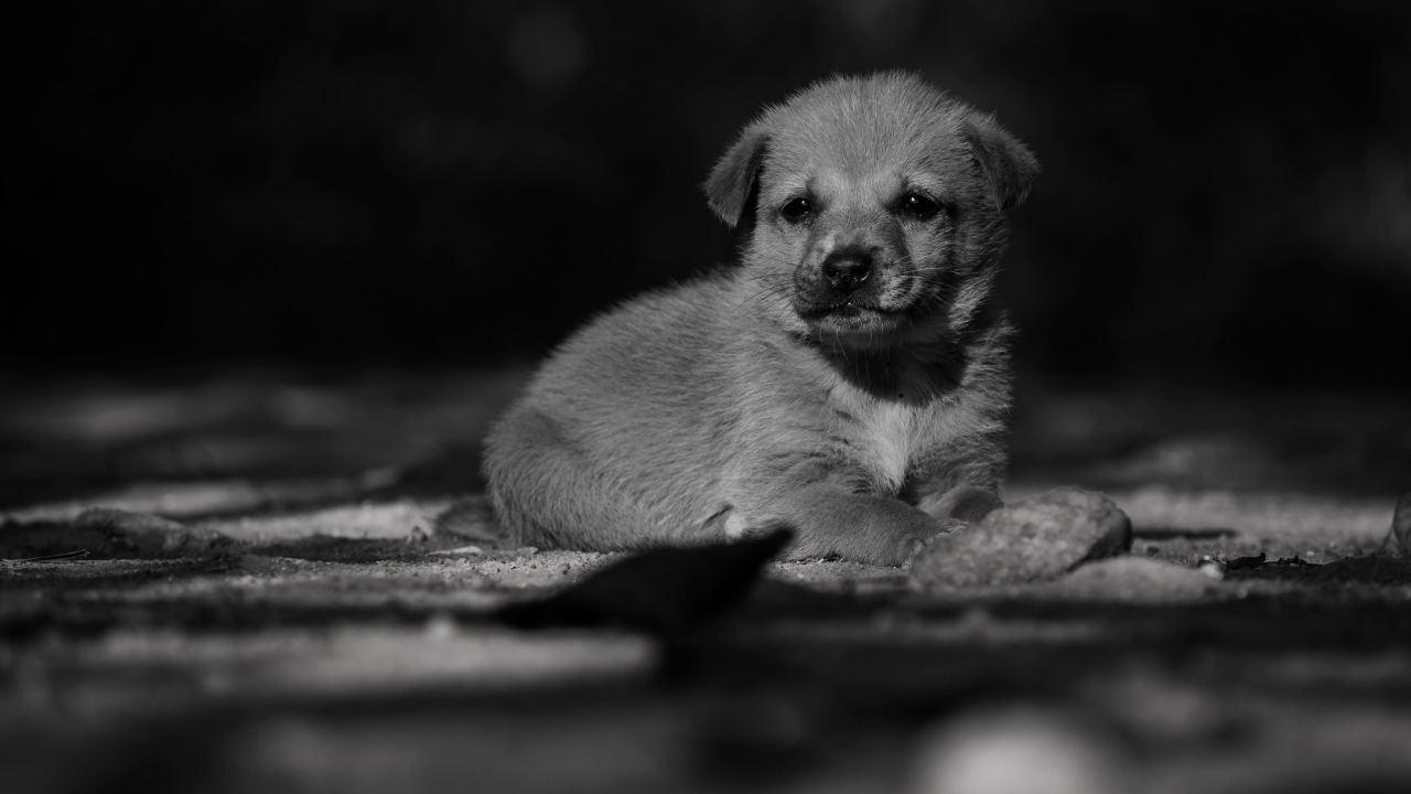 Adorable Lonely Puppy for 1280 x 720 HDTV 720p resolution