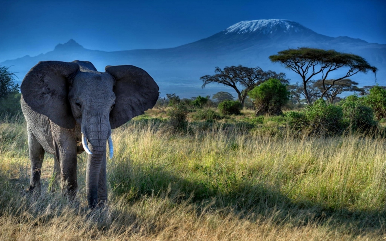 African Elephant for 1280 x 800 widescreen resolution