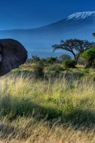 African Elephant for 320 x 480 iPhone resolution