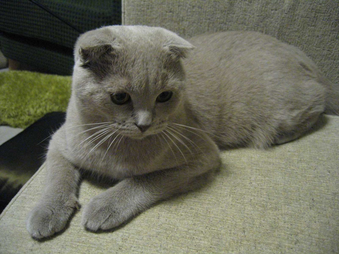 Alert Scottish Fold Cat for 1152 x 864 resolution