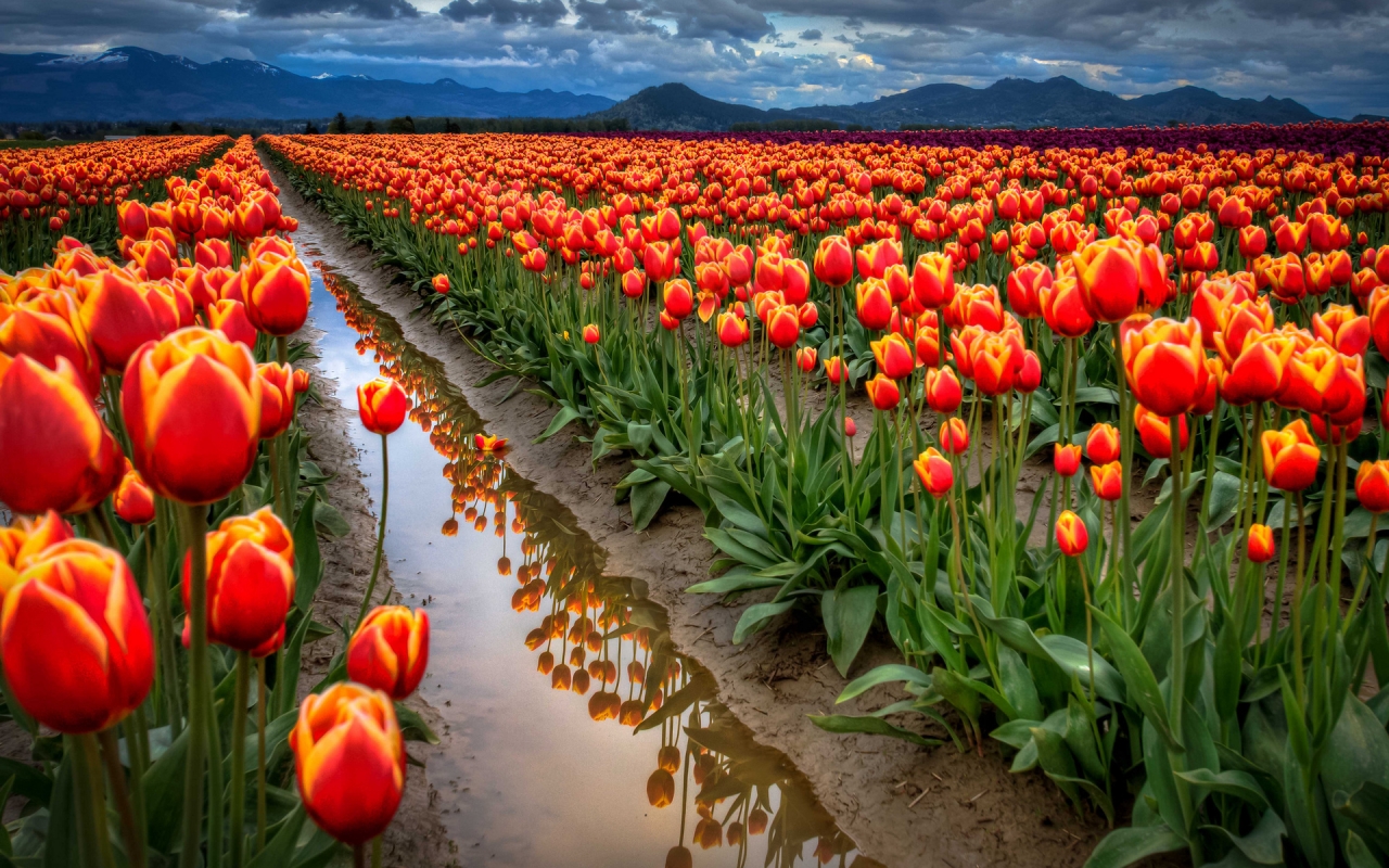 All Around Tulips for 1280 x 800 widescreen resolution