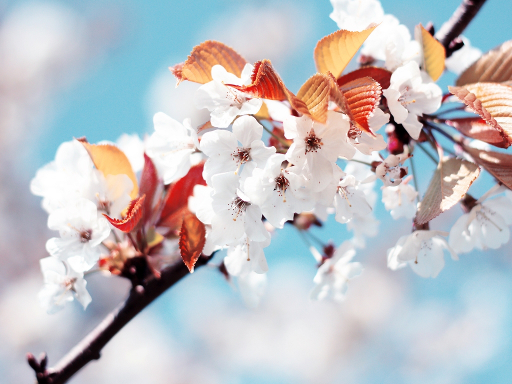 Amazing Cherry Flowers for 1024 x 768 resolution