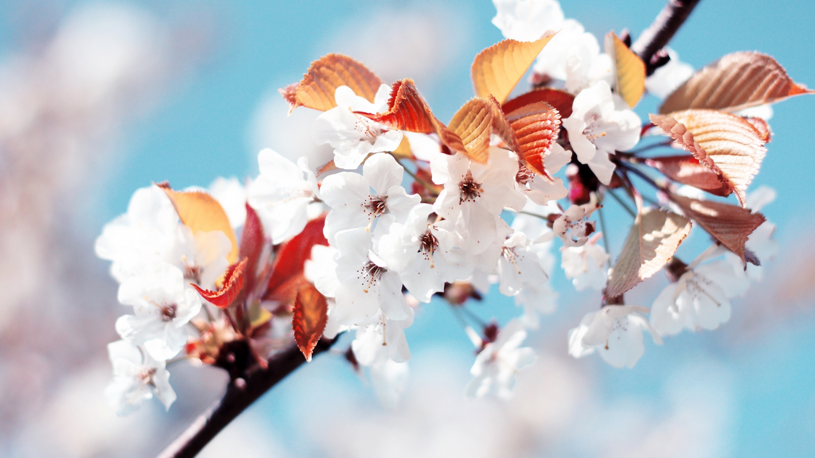Amazing Cherry Flowers for 1600 x 900 HDTV resolution