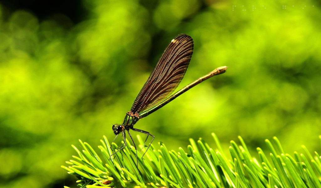 Amazing Dragon Fly for 1024 x 600 widescreen resolution