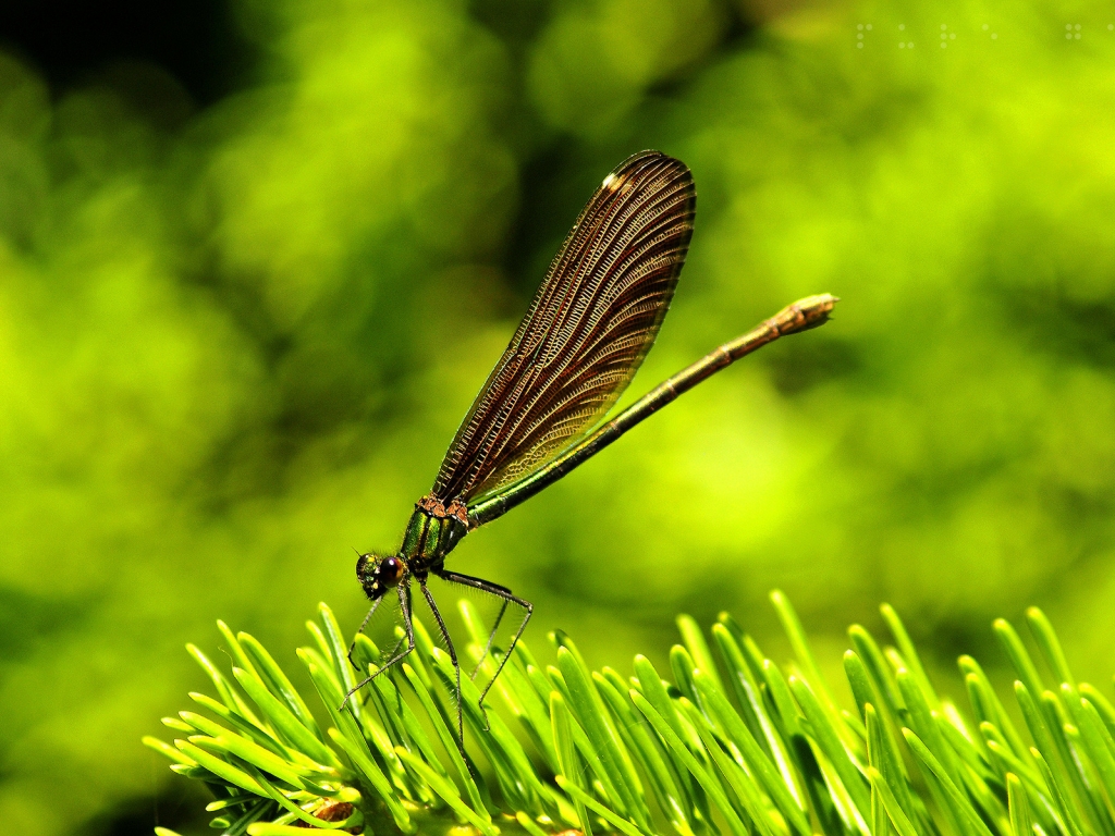 Amazing Dragon Fly for 1024 x 768 resolution