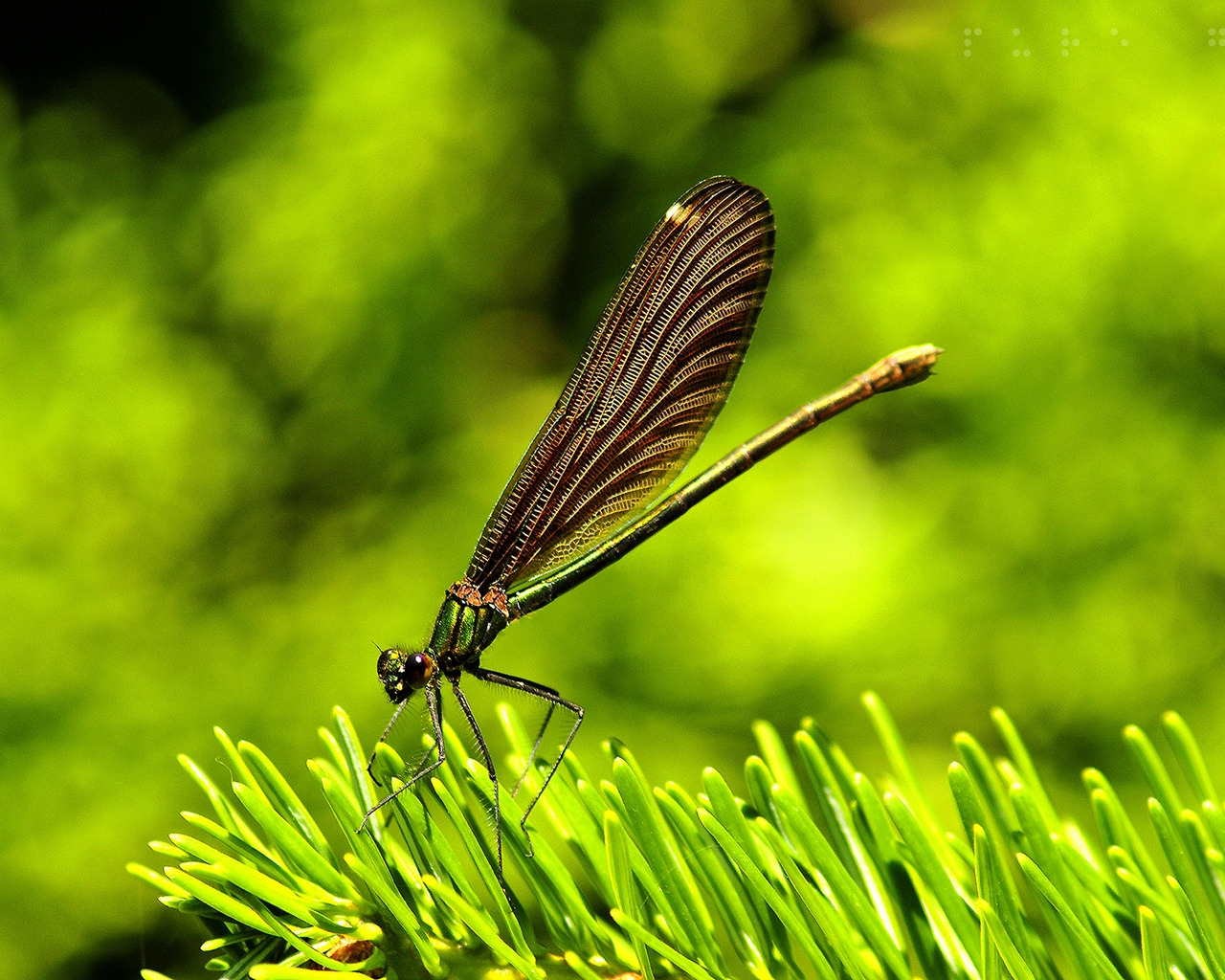 Amazing Dragon Fly for 1280 x 1024 resolution