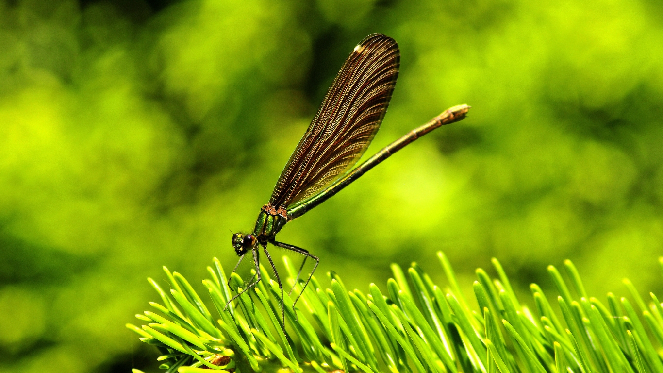 Amazing Dragon Fly for 1366 x 768 HDTV resolution
