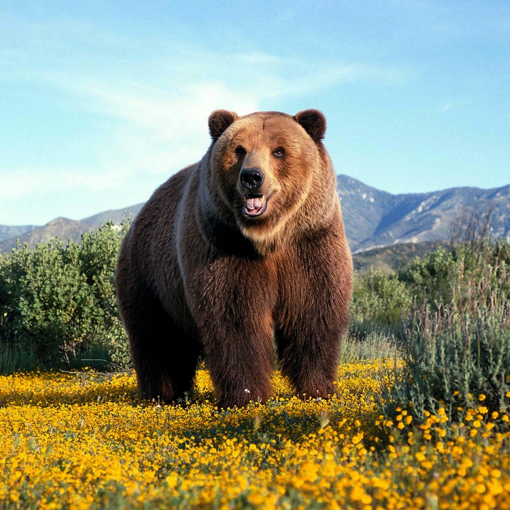 Amazing Grizzly Bear for 1024 x 1024 iPad resolution