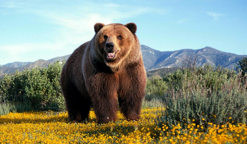 Amazing Grizzly Bear for 1024 x 600 widescreen resolution