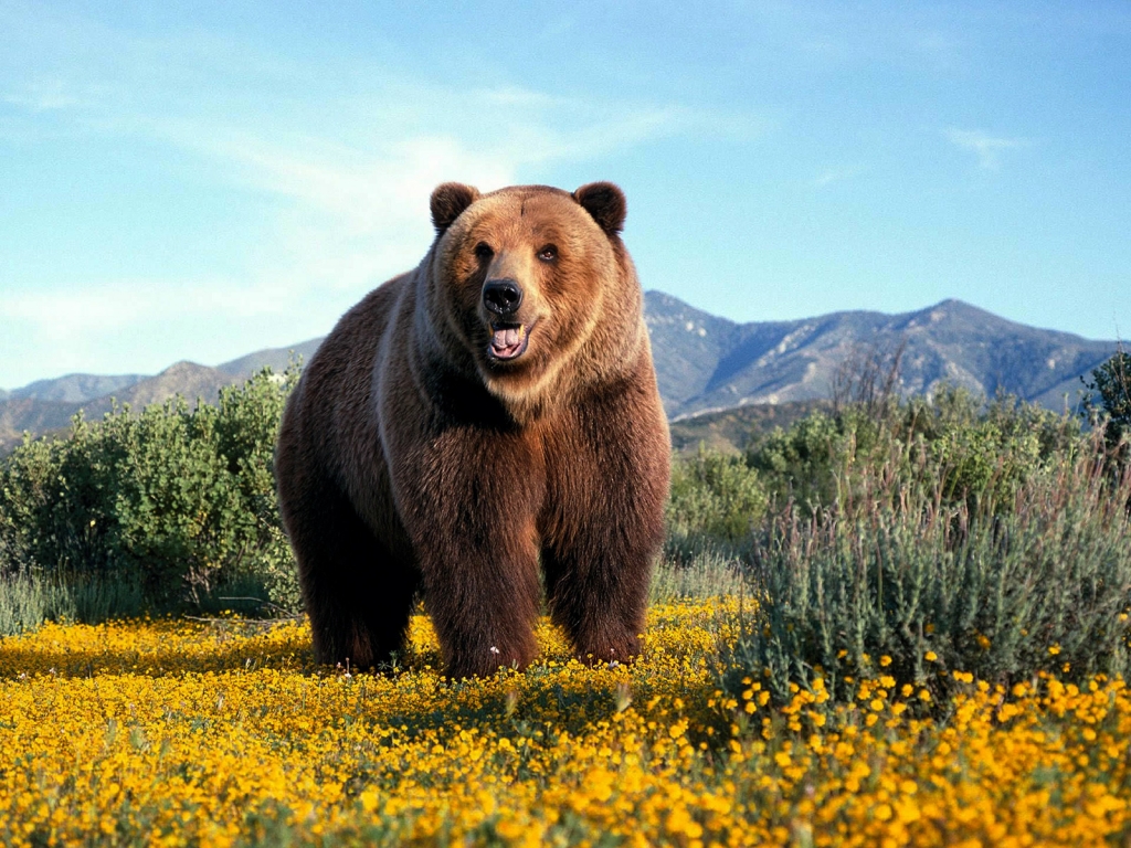 Amazing Grizzly Bear for 1024 x 768 resolution