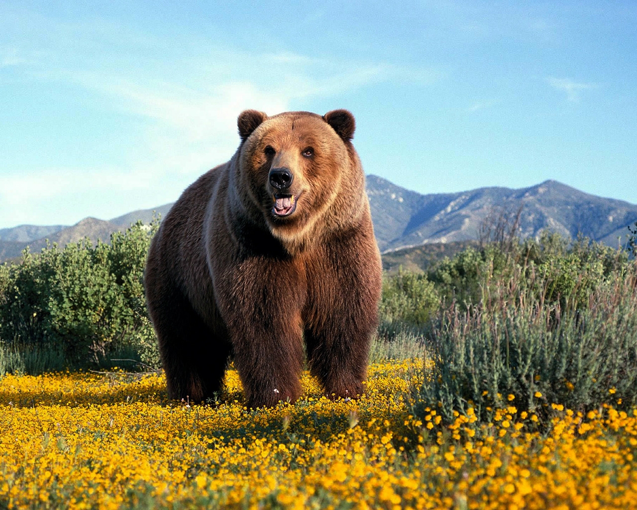 Amazing Grizzly Bear for 1280 x 1024 resolution