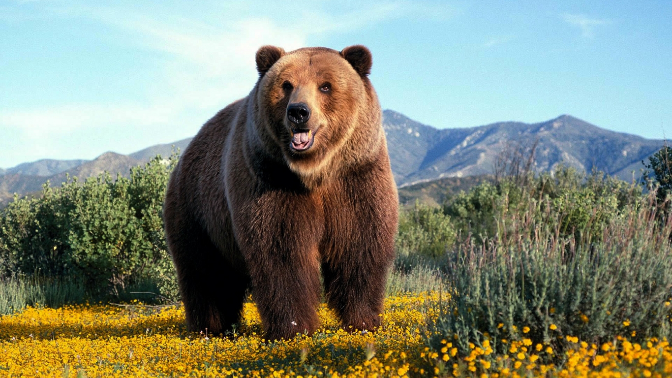 Amazing Grizzly Bear for 1366 x 768 HDTV resolution
