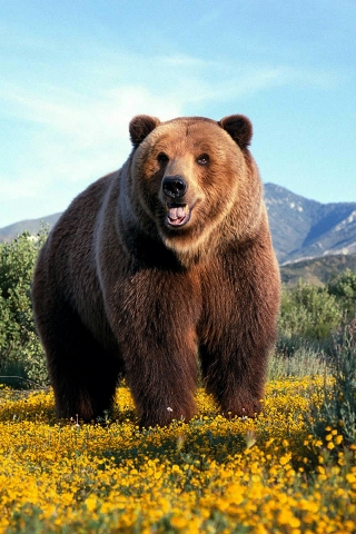 Amazing Grizzly Bear for 320 x 480 iPhone resolution