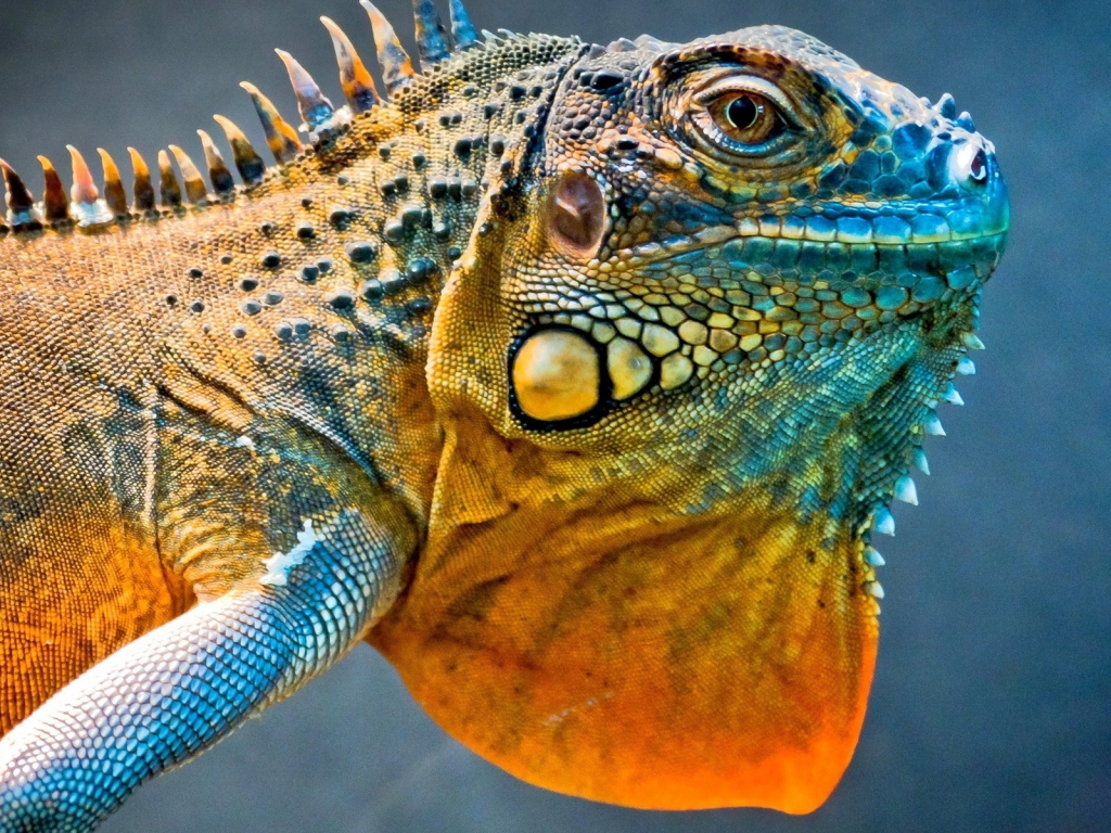 Amazing Iguana for 1024 x 768 resolution