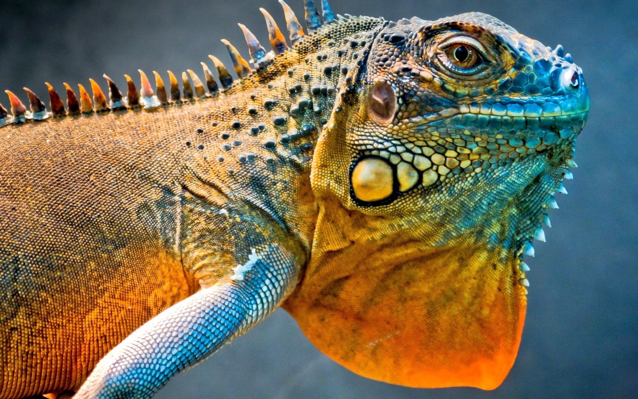 Amazing Iguana for 1280 x 800 widescreen resolution
