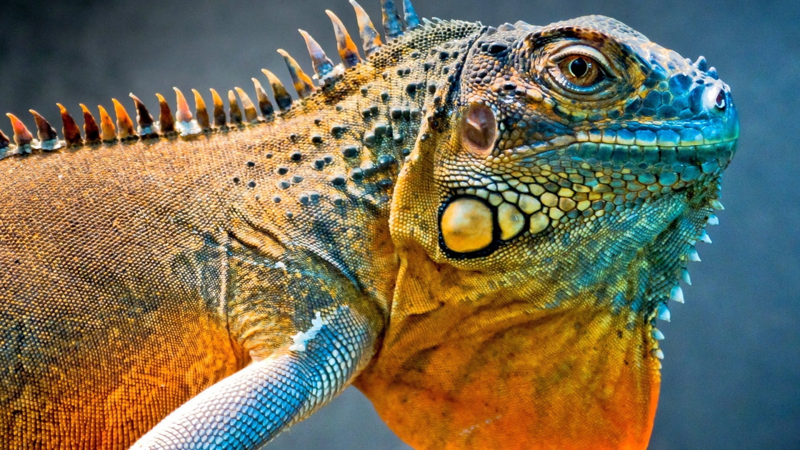 Amazing Iguana for 1600 x 900 HDTV resolution