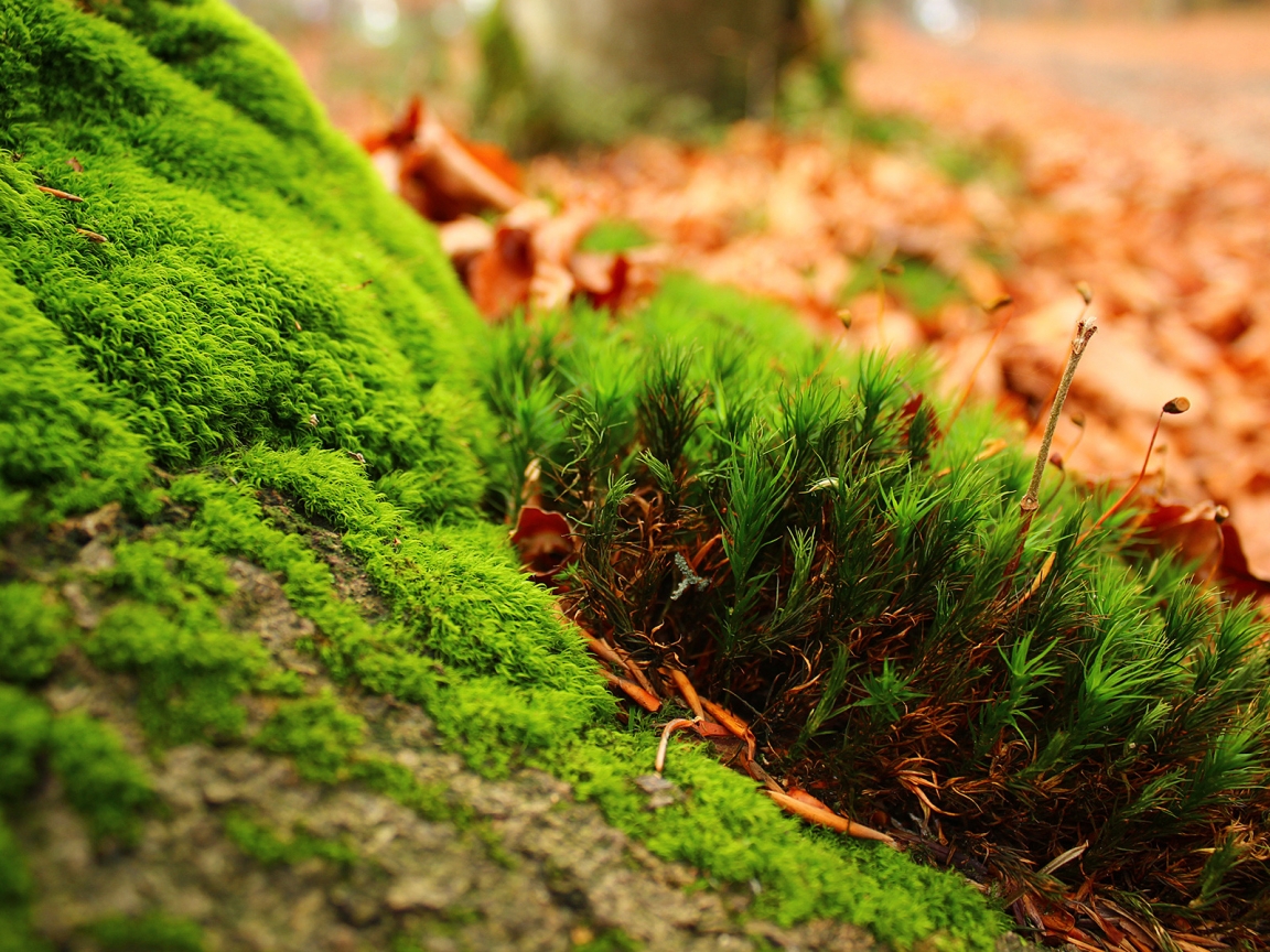 Amazing Moss for 1152 x 864 resolution