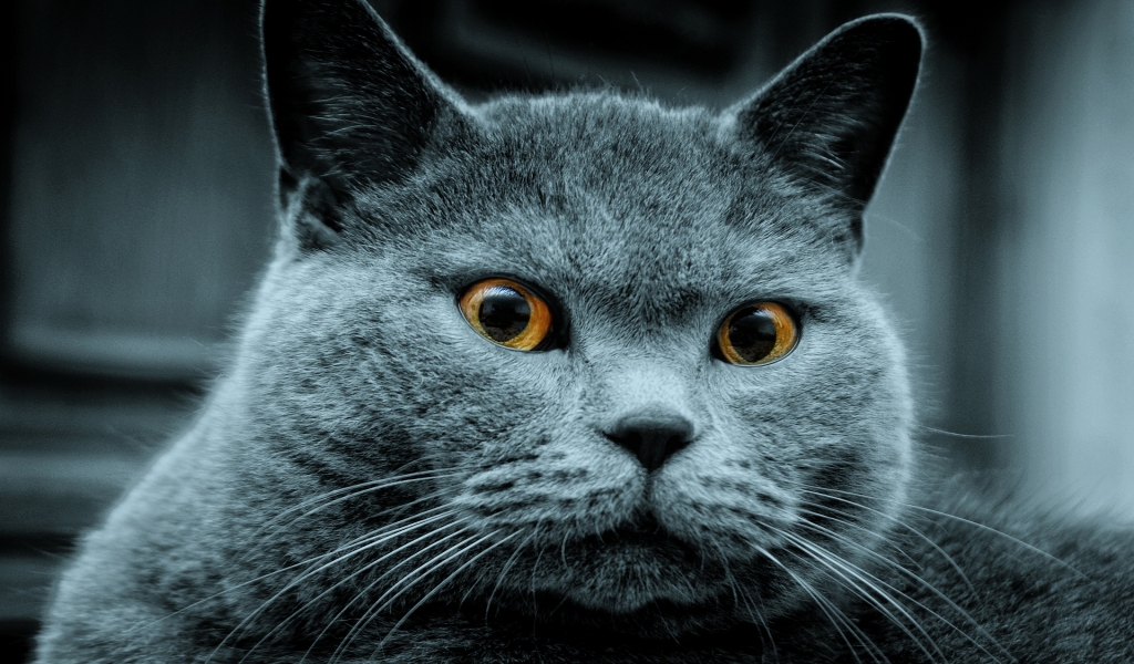 Amazing Russian Blue Cat for 1024 x 600 widescreen resolution