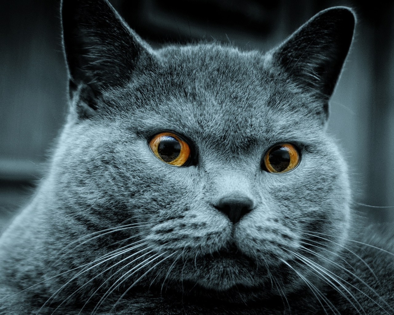 Amazing Russian Blue Cat for 1280 x 1024 resolution