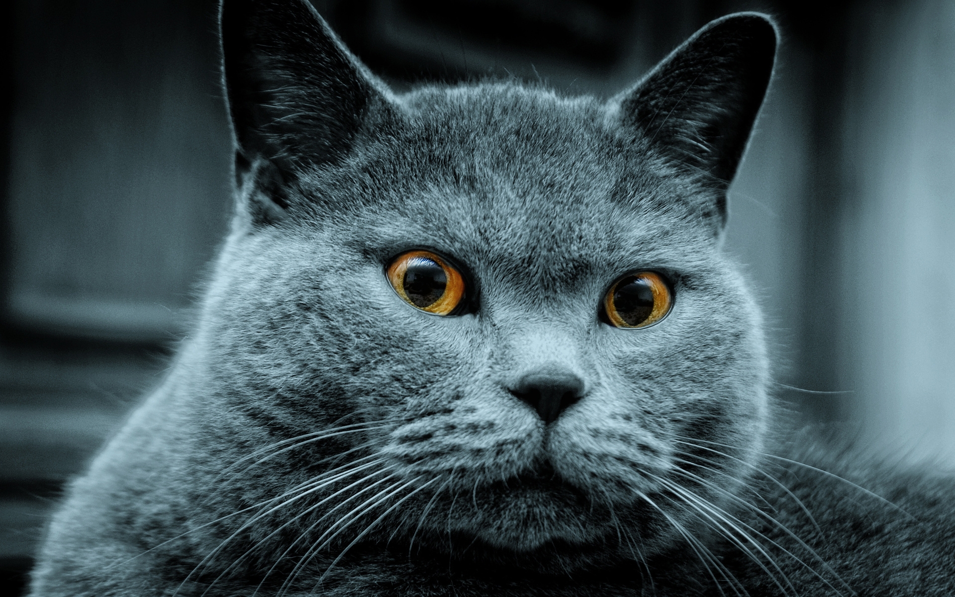 Amazing Russian Blue Cat for 1920 x 1200 widescreen resolution