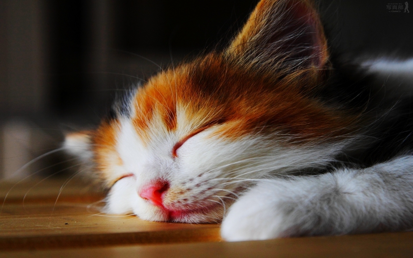 Amazingly Cute Sleepy Kitten  for 1440 x 900 widescreen resolution