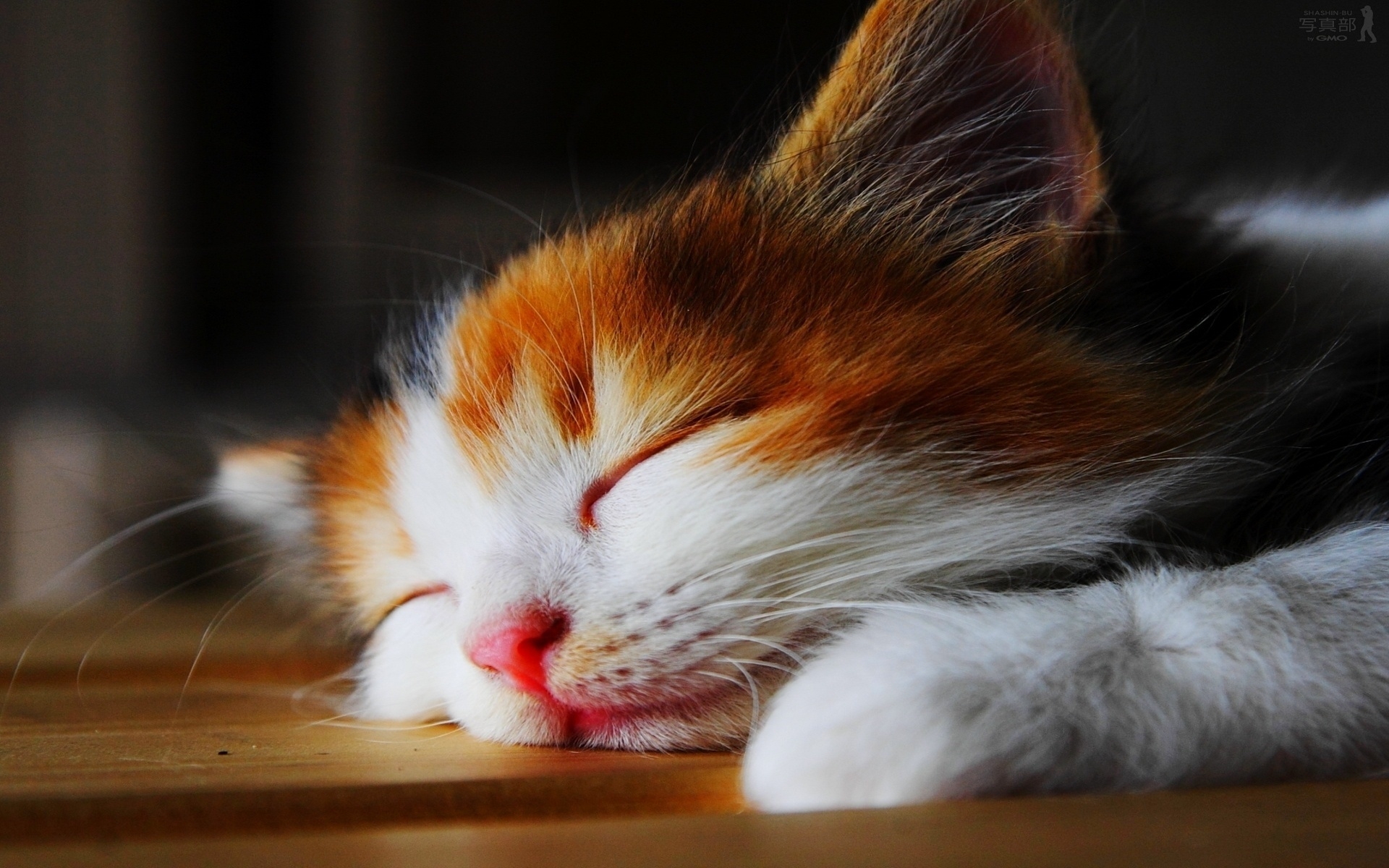 Amazingly Cute Sleepy Kitten  for 1920 x 1200 widescreen resolution