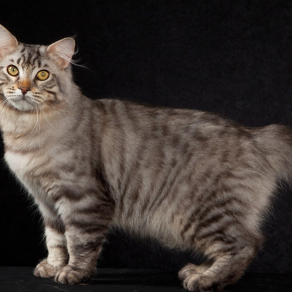 American Bobtail Cat Pose for 1024 x 1024 iPad resolution