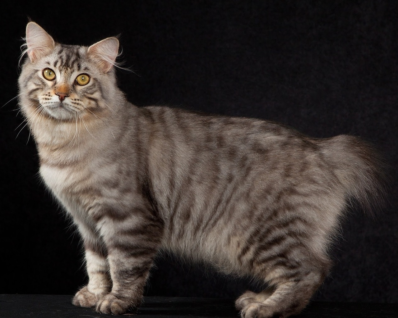 American Bobtail Cat Pose for 1280 x 1024 resolution