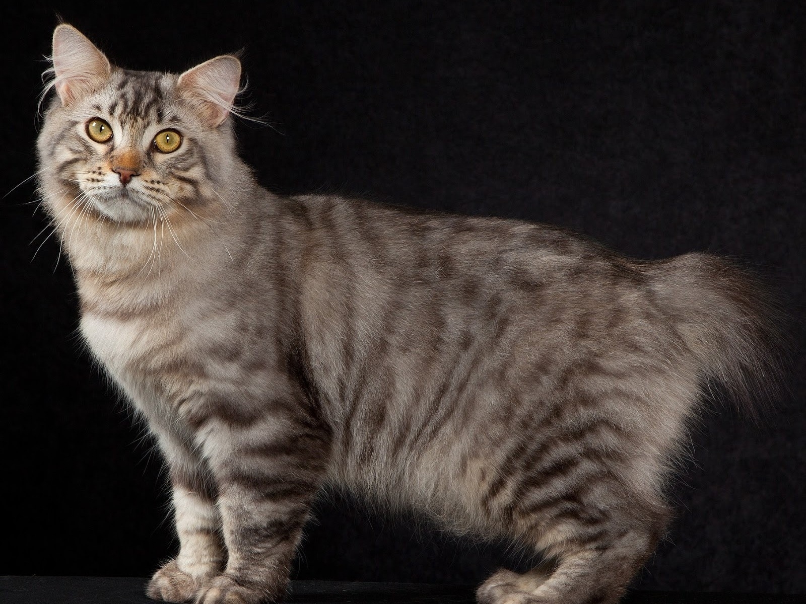 American Bobtail Cat Pose for 1600 x 1200 resolution