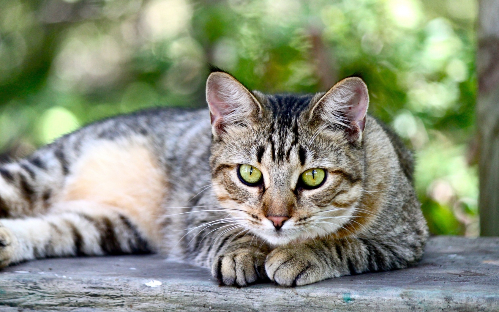American Shorthair Sitting on Wooden Table for 1680 x 1050 widescreen resolution