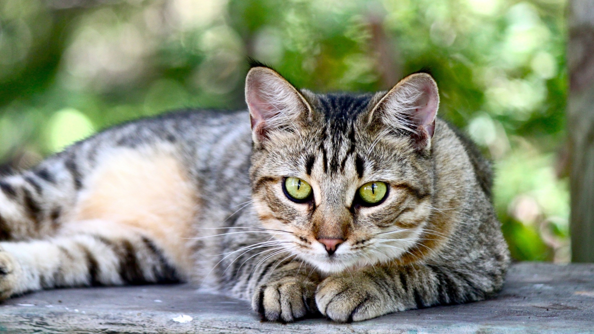 American Shorthair Sitting on Wooden Table for 1920 x 1080 HDTV 1080p resolution
