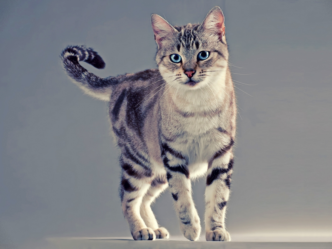American Wirehair Cat for 1152 x 864 resolution