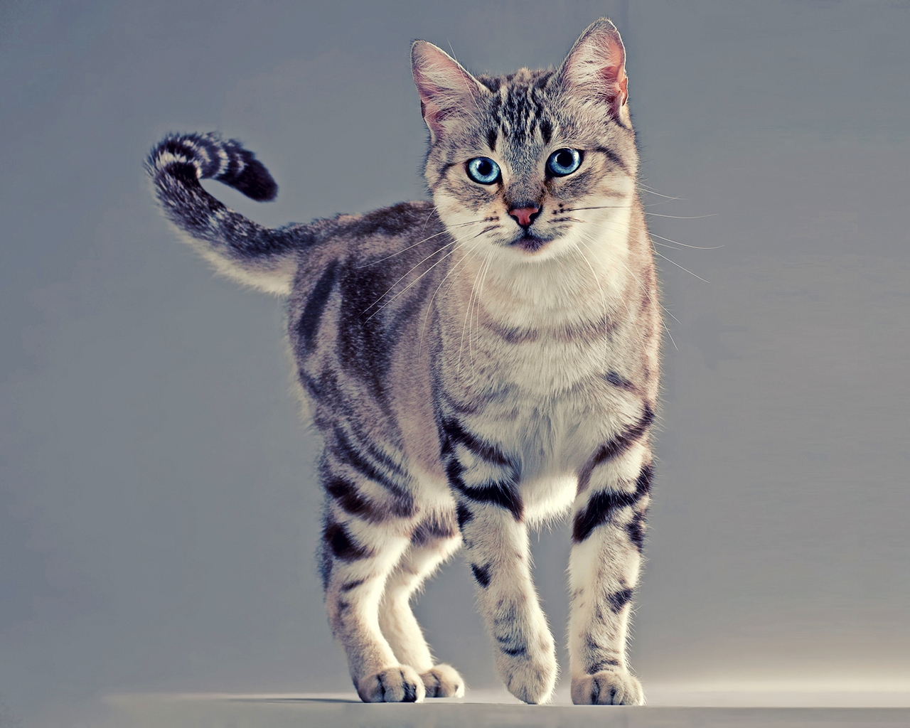 American Wirehair Cat for 1280 x 1024 resolution