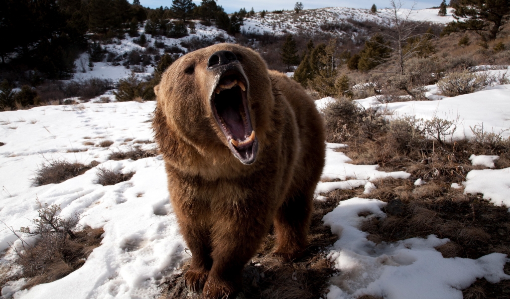 Angry Grizzly Bear for 1024 x 600 widescreen resolution