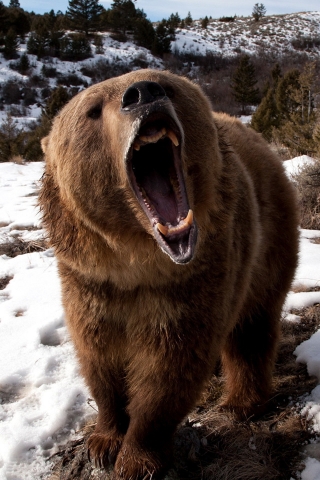 Angry Grizzly Bear for 320 x 480 iPhone resolution
