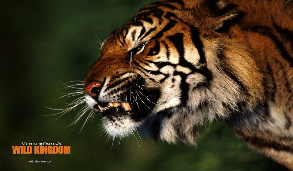 Angry Tiger for 1024 x 600 widescreen resolution