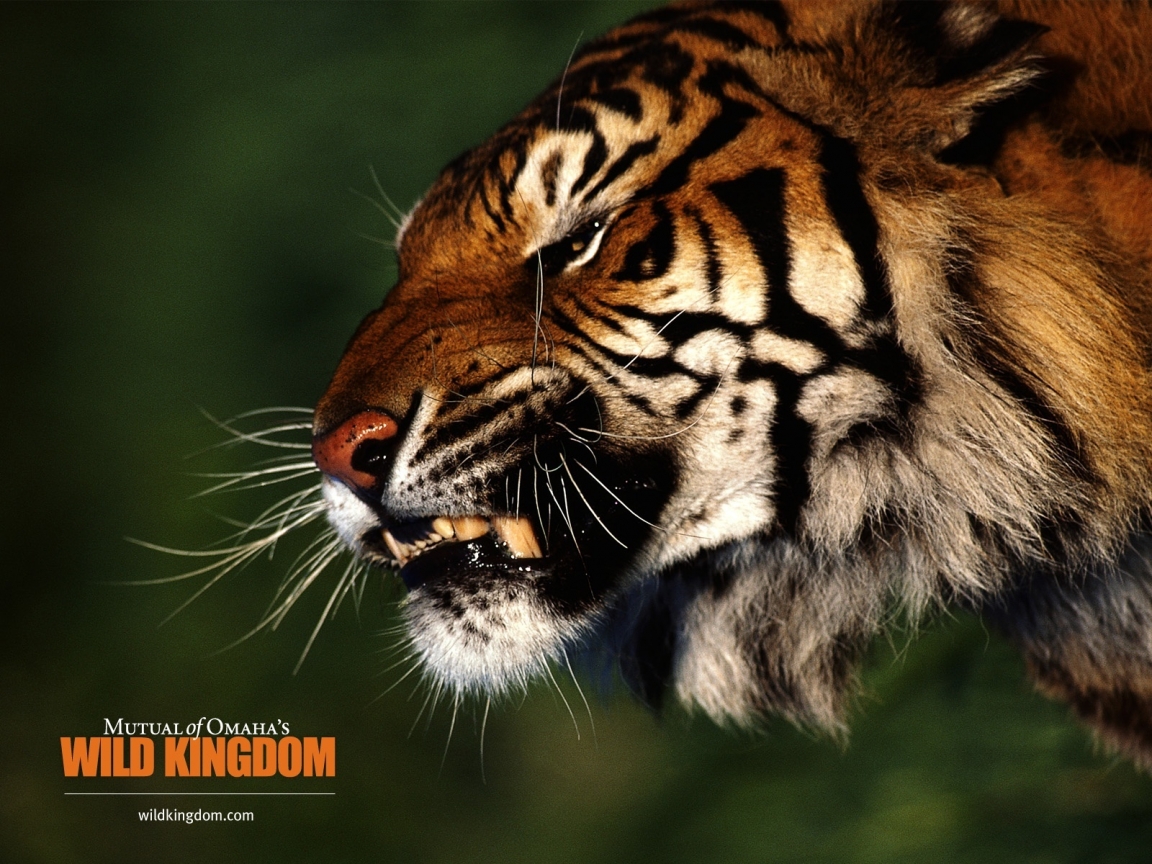 Angry Tiger for 1152 x 864 resolution