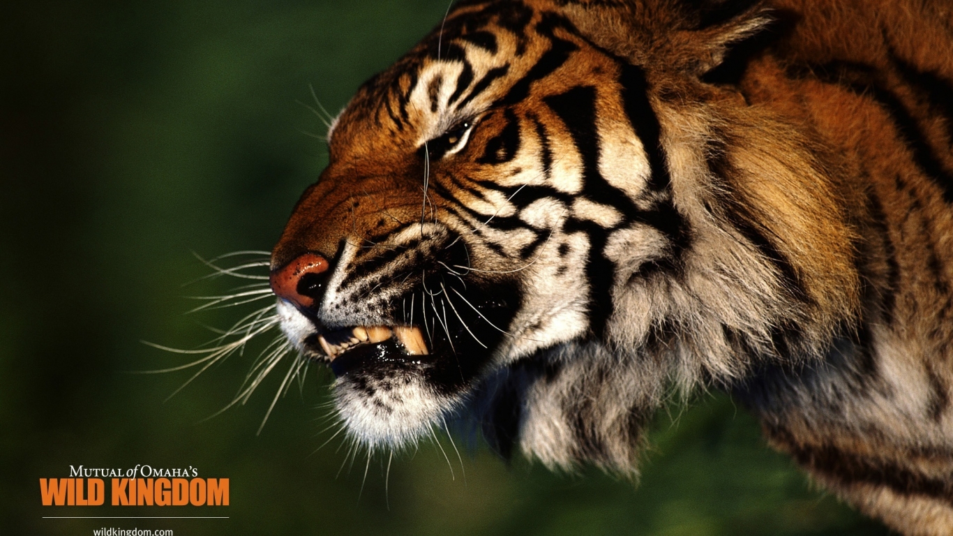 Angry Tiger for 1366 x 768 HDTV resolution