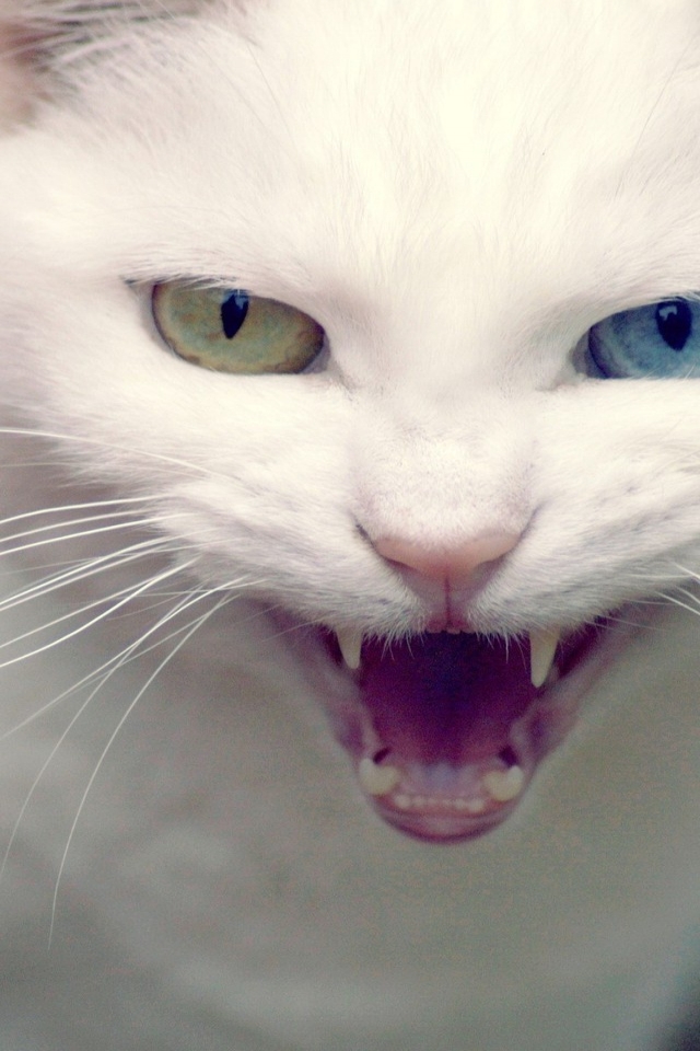 Angry Turkish Angora Cat for 640 x 960 iPhone 4 resolution