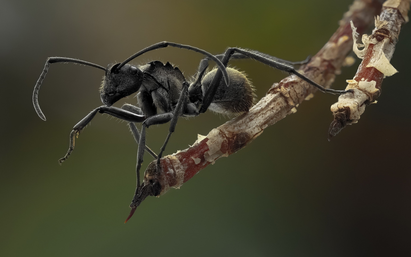 Ant Macro Photography for 1440 x 900 widescreen resolution