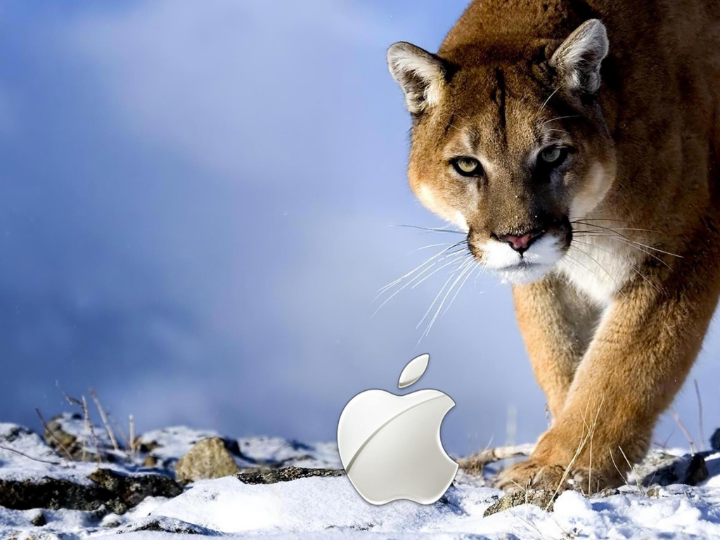 Apple Wild for 1024 x 768 resolution