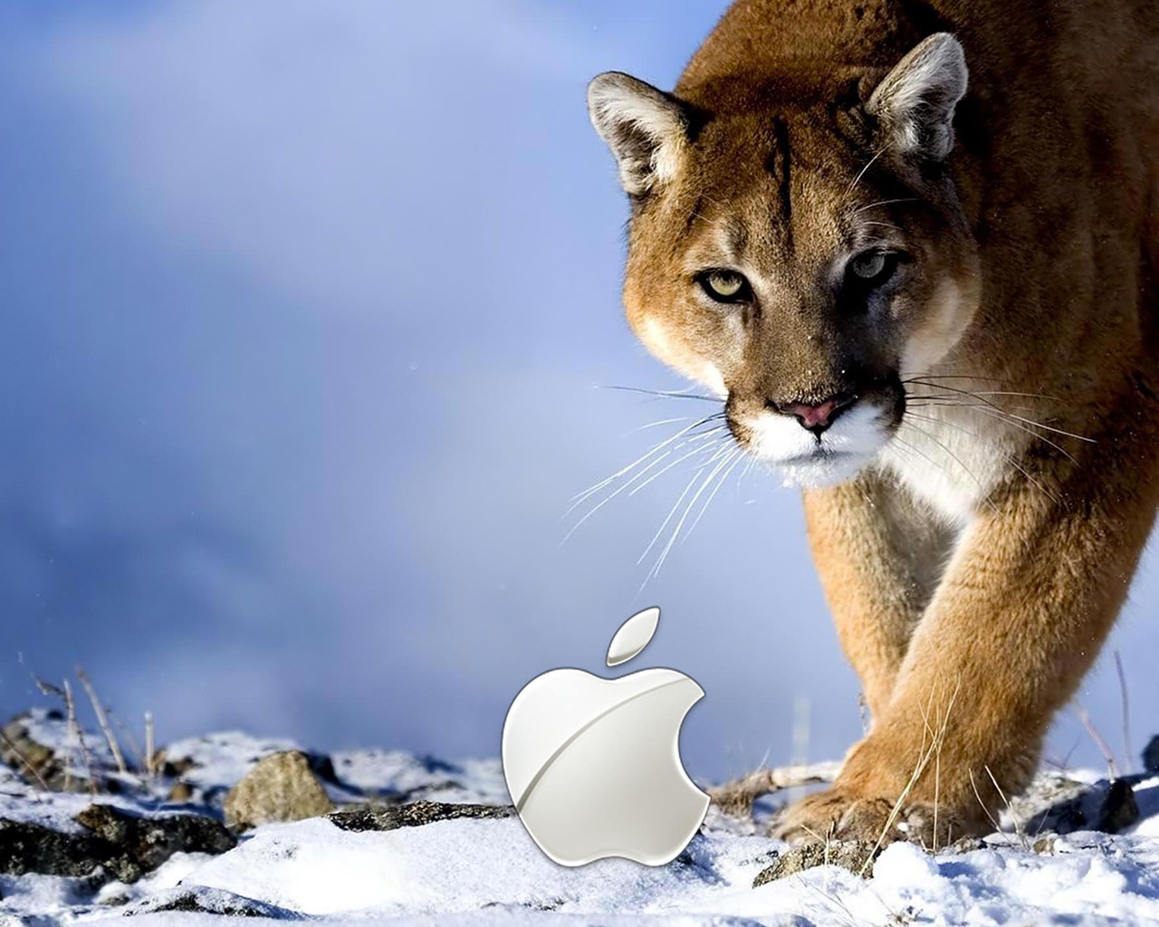 Apple Wild for 1280 x 1024 resolution