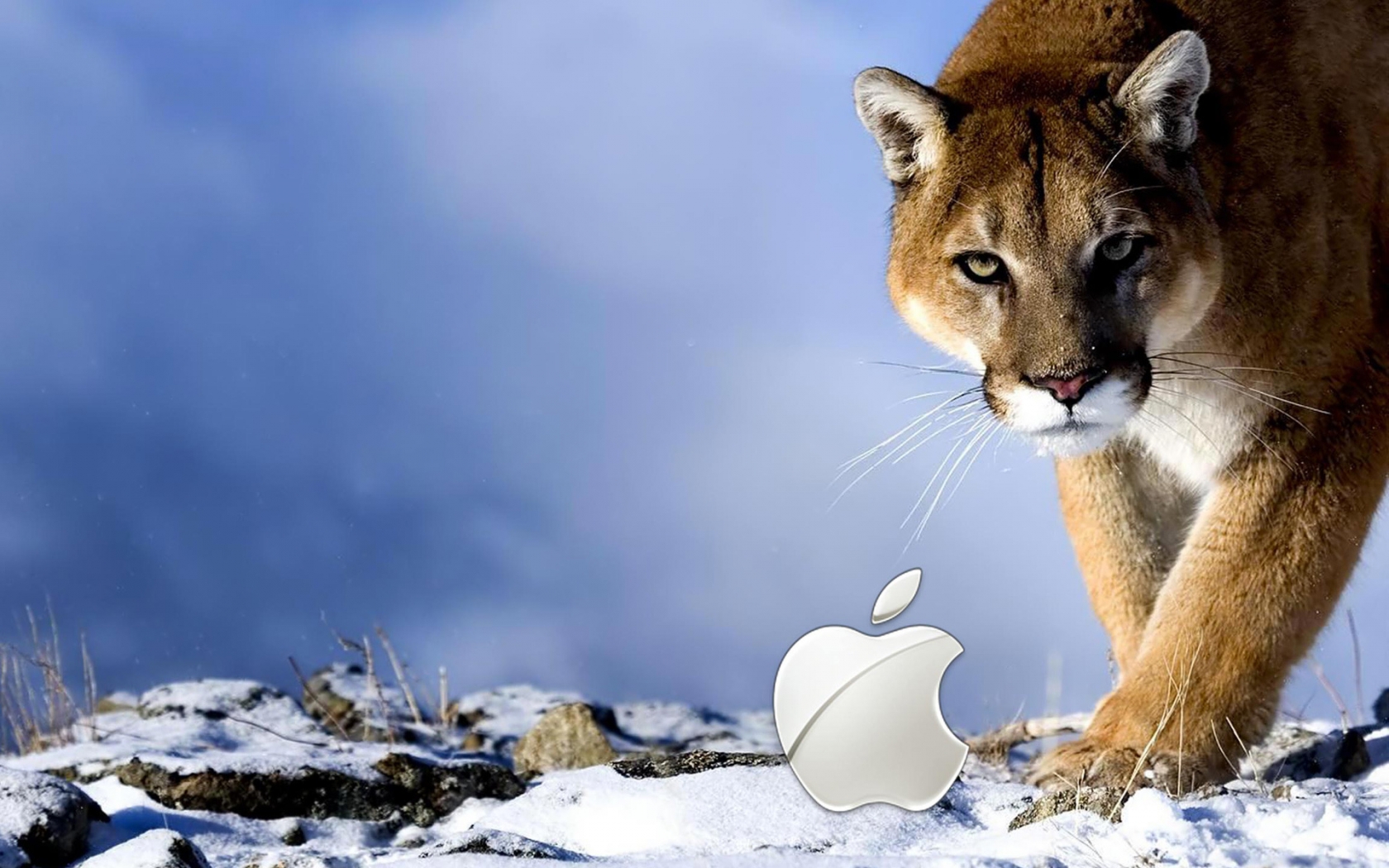 Apple Wild for 1680 x 1050 widescreen resolution